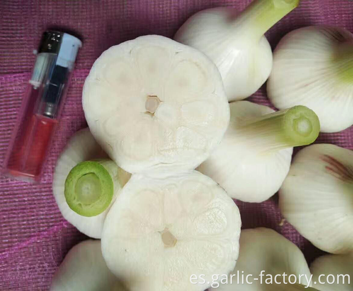 New Crop Fresh Garlic in High Quality